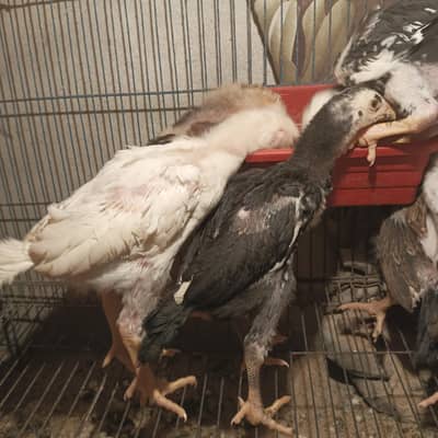 Shamo Aseel chick/seven piece are Available