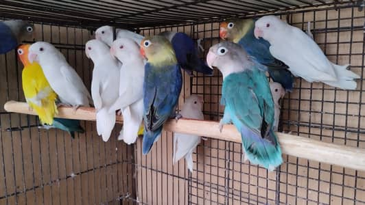 Breeder birds for sale
