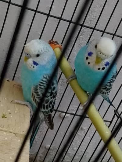 American budgies pair with pinjara