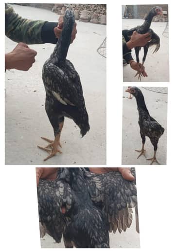 Shamo Aseel Chicks for Sale in Islamabad