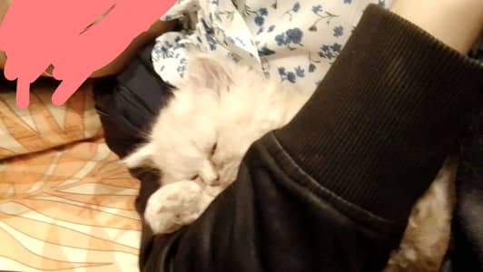 kittens for sale 38k for pair and 49k with mother