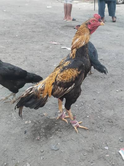 patha or murgi hai or patha ka baap ki photo ha