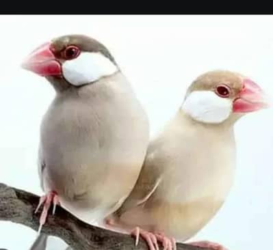 mashallah healthy and active fown jawa pear for  sale