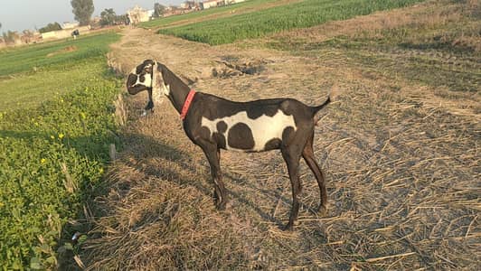 FOR SALE IACHE NASL KI