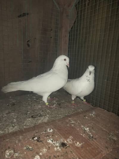 one full white Black eyes pair for sale in v low price