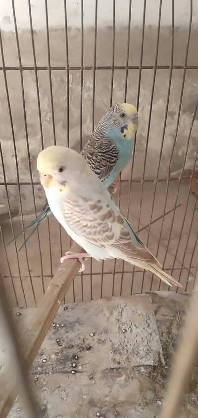 budgie pair for sale in black eye