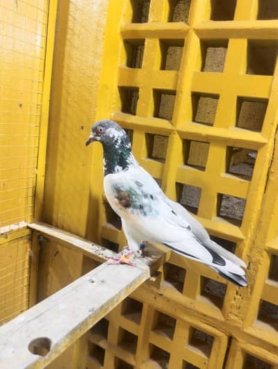 Teddy Cross , Good result in Breeding and Flying also