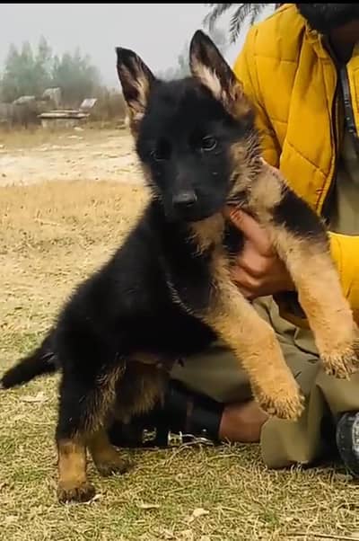 German male for sale long coat available dedman