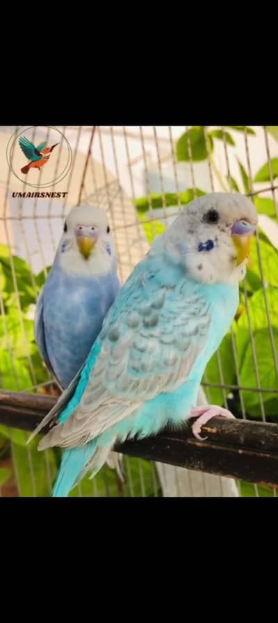 Rainbow working pair