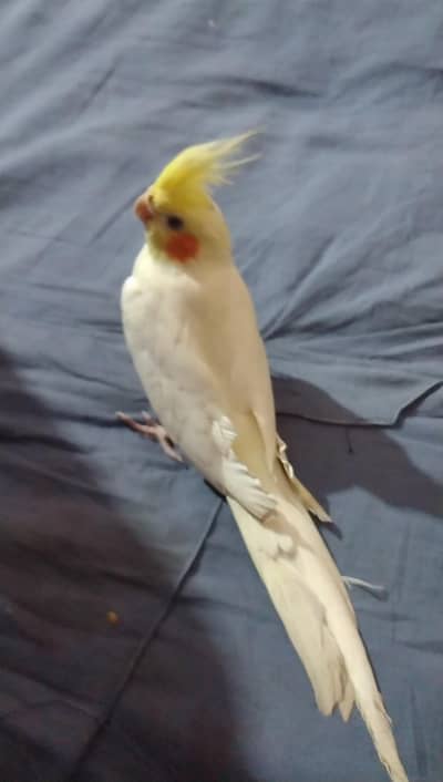 Mashallah Red eye Cream cocktail