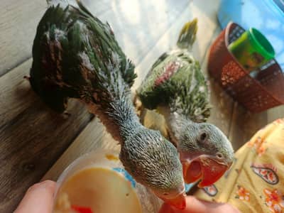 Raw parrot 1 month age