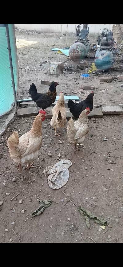 golden misri for sale