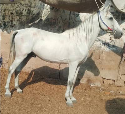 Karachi horse for sale 03283795502