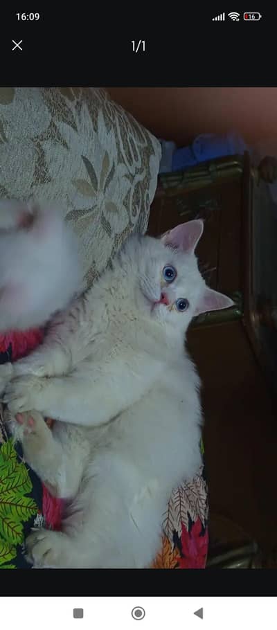 male femal both are Persian