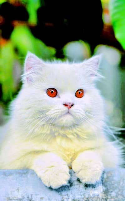 pure white female cat for sale