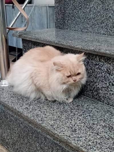 Pakistan Lahore samanabad