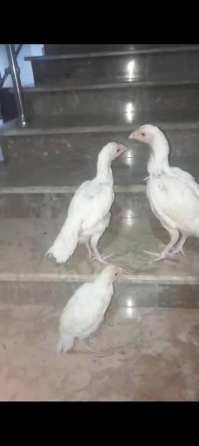 3 heera chicks hain