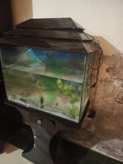fish equirium  for sale