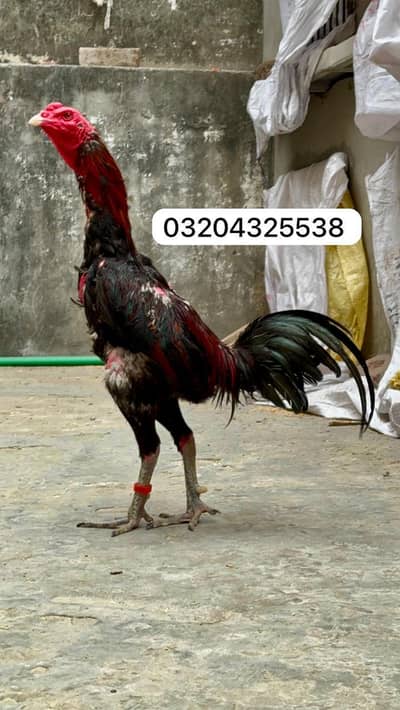 Thai Dragon Burmi 03204325538