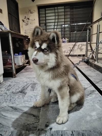 husky