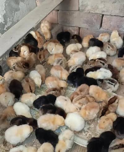 Desi Chicks Available 03406014838