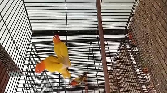 1 pair hain red eyes ma koi masla nahi all to all okay hain