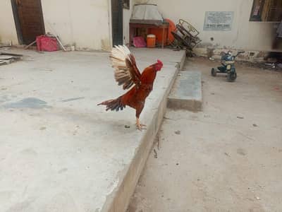 Mianwali khobsurst Murga