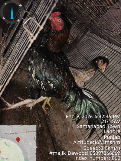 Pakistan + Thai cross murga for sell