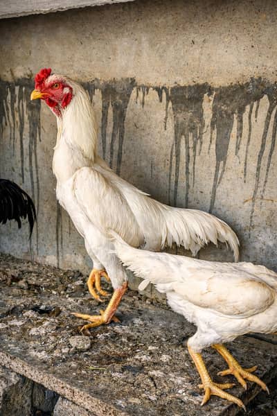 King Shamoo 8 month old Male