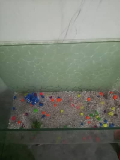 fish aquarium urgent sell
