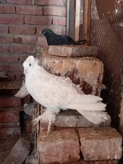 Beautiful white frill pigeon for sale