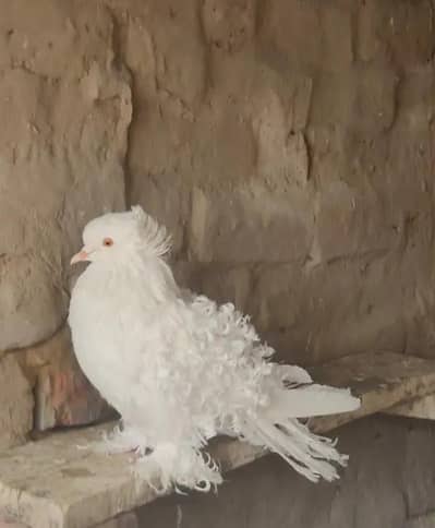 Beautiful white frill pigeon for sale