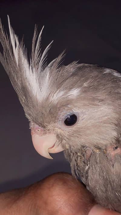 Zebra finch obb cocktail baby with cage