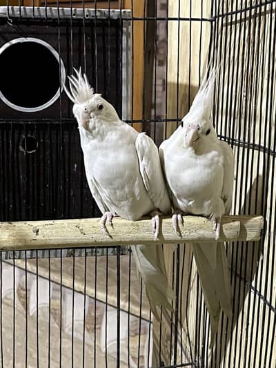 breeder pair with chick