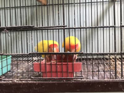 2 breeder pairs Lotino