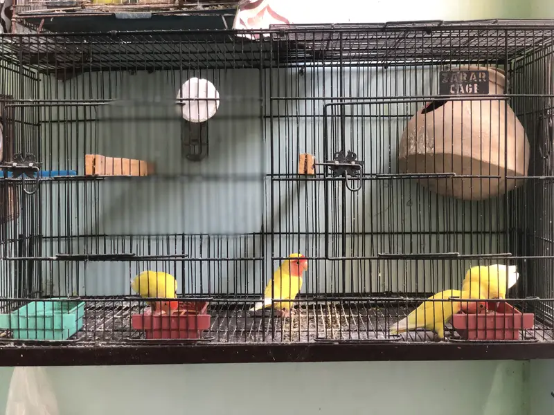 2 breeder pairs Lotino — photo 2