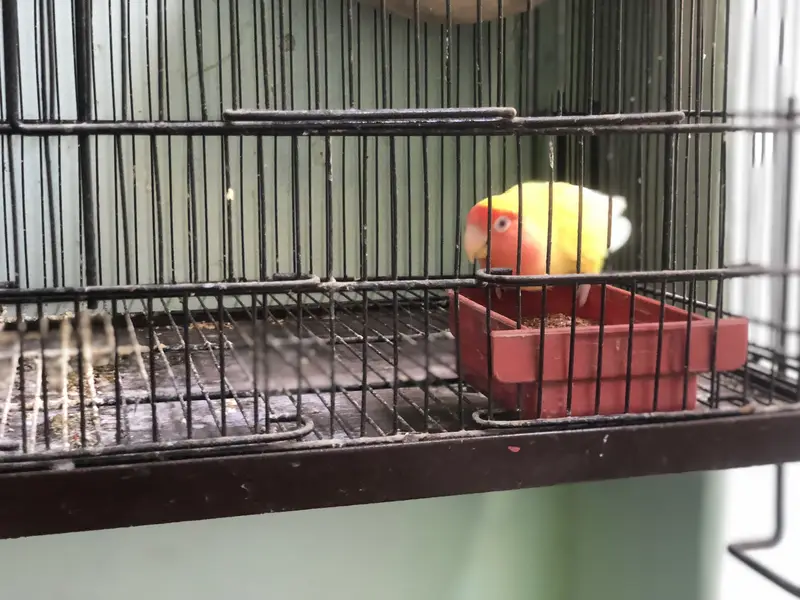 2 breeder pairs Lotino — photo 3
