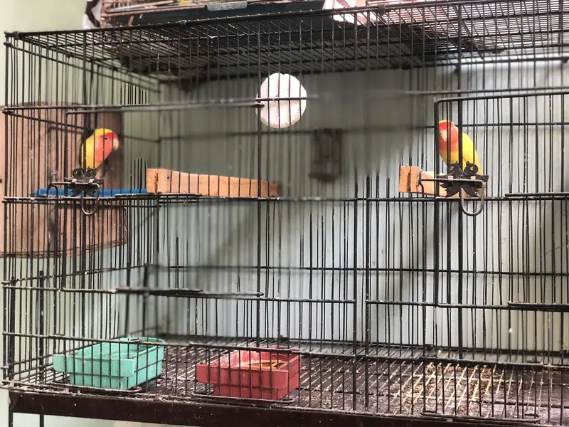 2 breeder pairs Lotino — photo 4