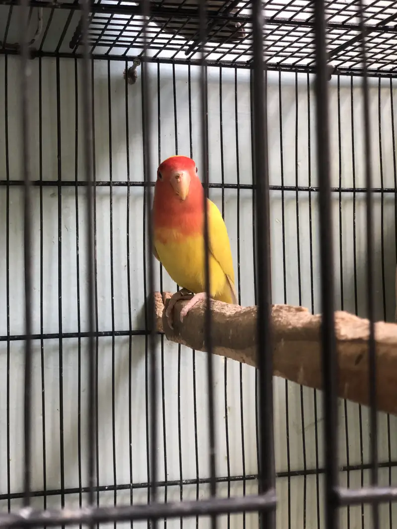 2 breeder pairs Lotino — photo 5