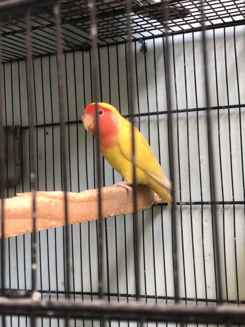 2 breeder pairs Lotino — photo 6