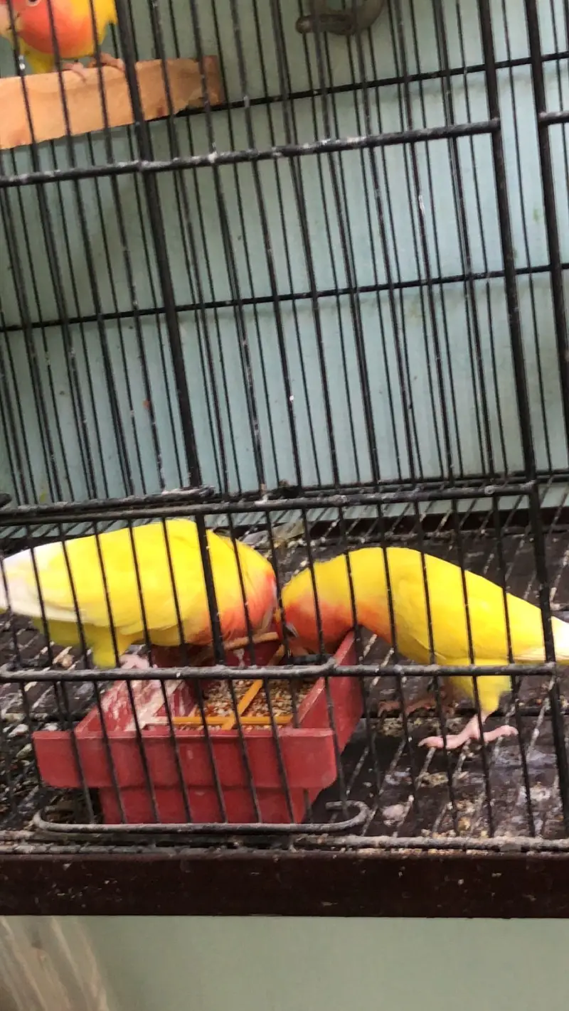 2 breeder pairs Lotino — photo 7