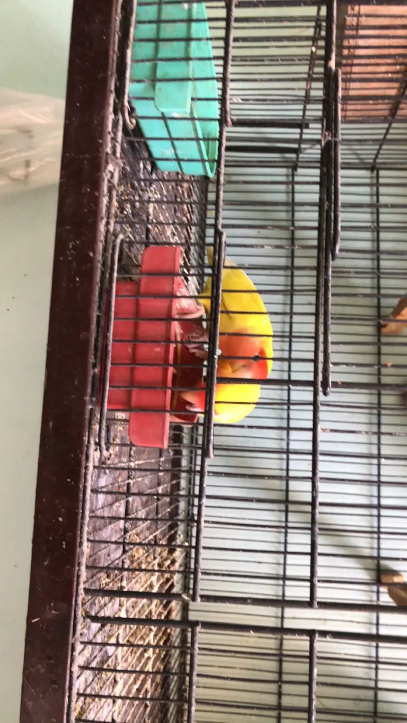 2 breeder pairs Lotino — photo 8