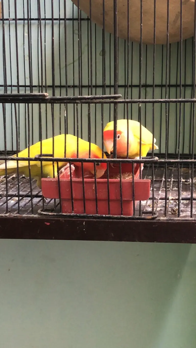 2 breeder pairs Lotino — photo 9