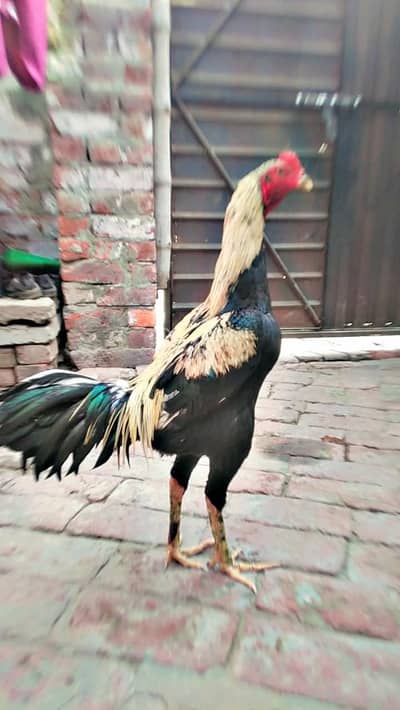 pure pokya or hint pure patha long hait me