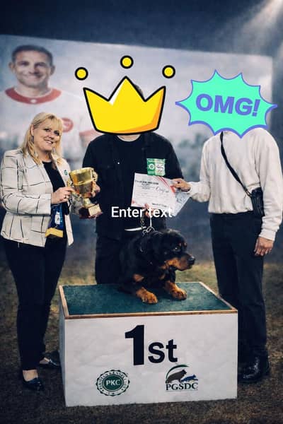 ready for breeding all Pakistan champion dog . . .