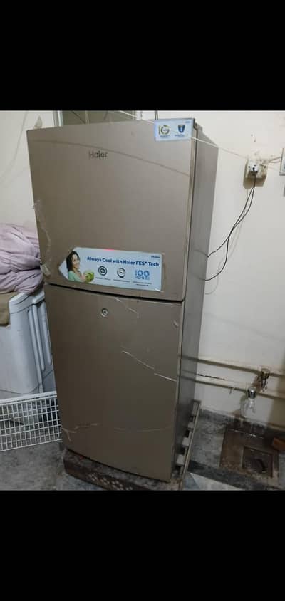 freg medim size for sale