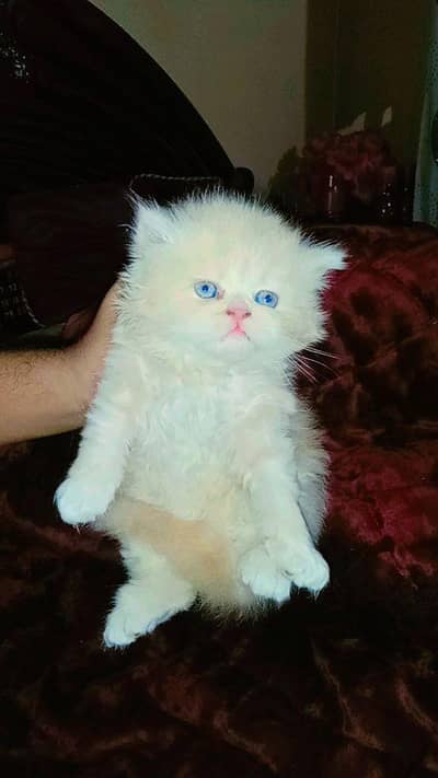 Persian kittens