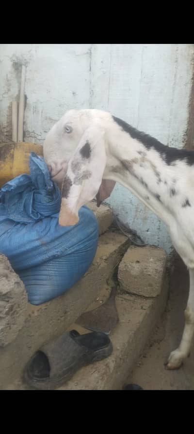 04 dant Gabban bakri abi doodh hai 03102644321