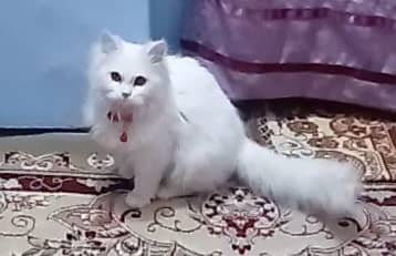 6 months white Persian Vaccinated cate