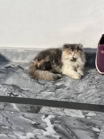 Fully family trained female cal available for new home